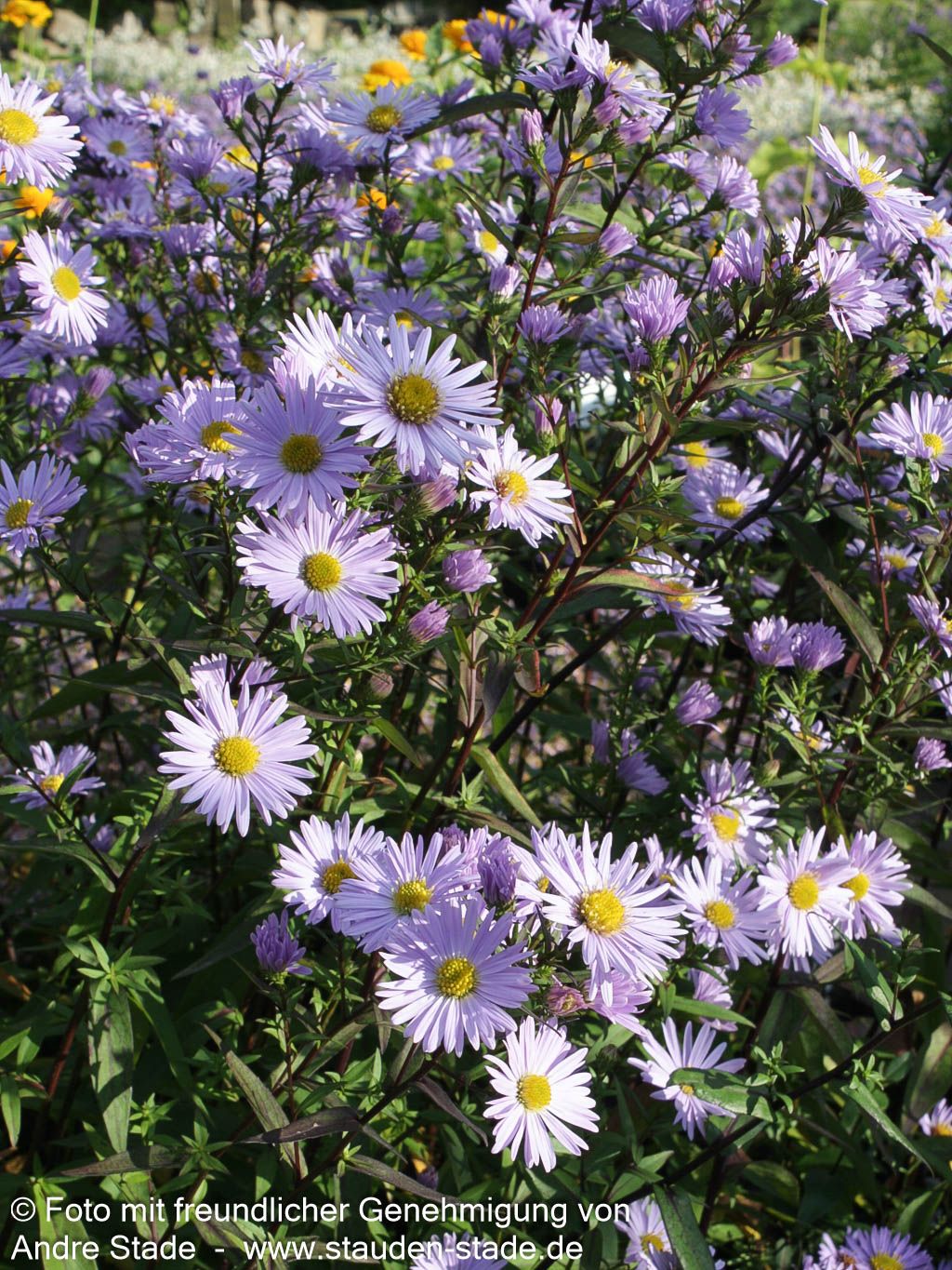 Glatte Aster 'Calliope' (Aster laevis)