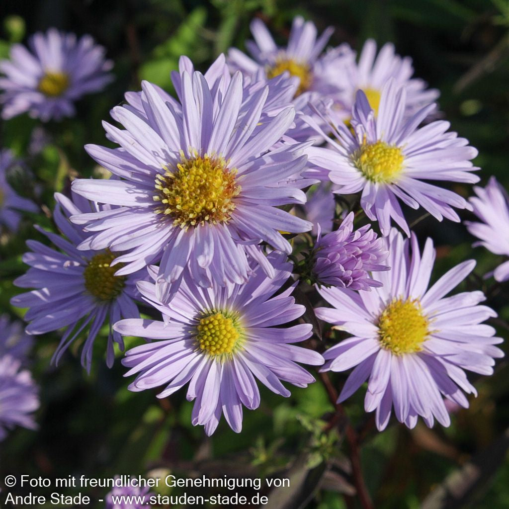Glatte Aster 'Calliope' (Aster laevis)