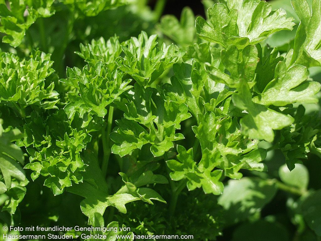 Glatte Petersilie 'Einfache Schnitt' (Petroselinum crispum)