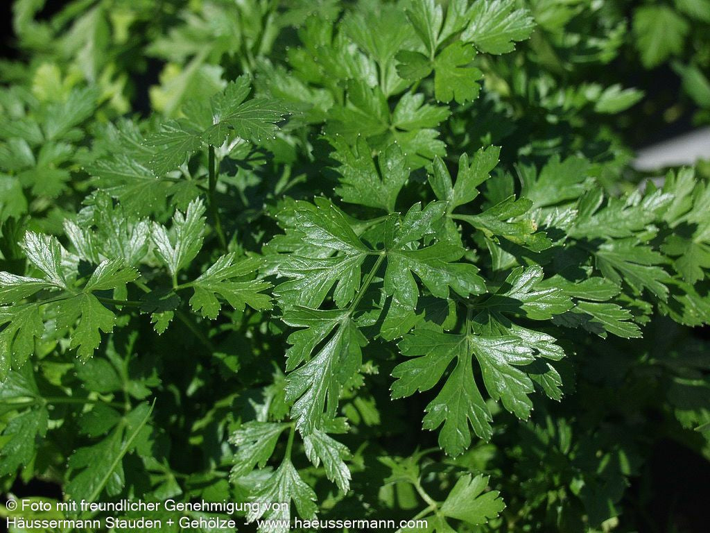Glatte Petersilie 'Einfache Schnitt' (Petroselinum crispum)