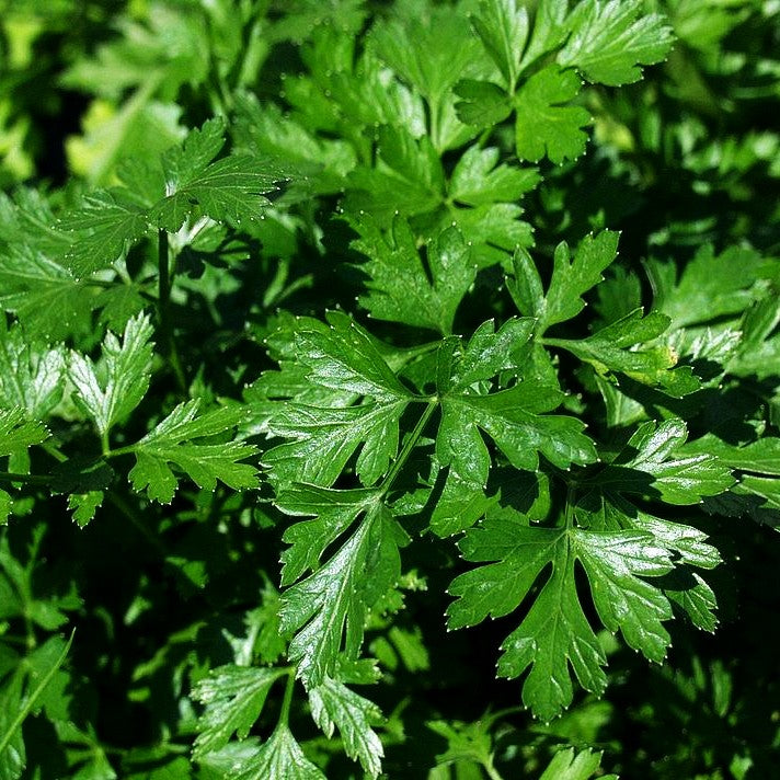 Glatte Petersilie 'Einfache Schnitt' (Petroselinum crispum)