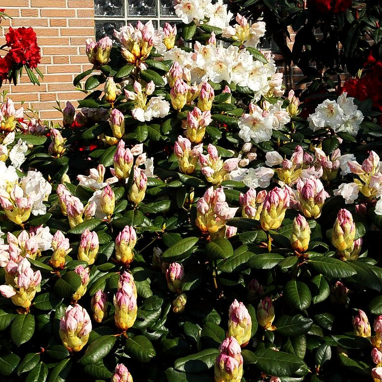 Glocken-Rhododendron 'Gartendir. Rieger' (Rhododendron williams. I)