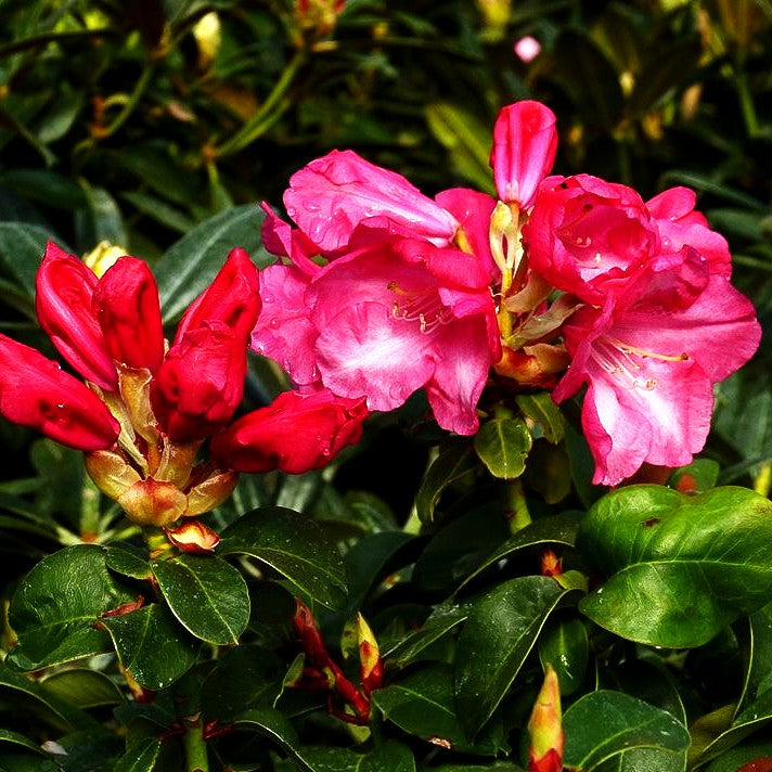 Glocken-Rhododendron 'Gartendir. Glocker' (Rhododendron williams. I)