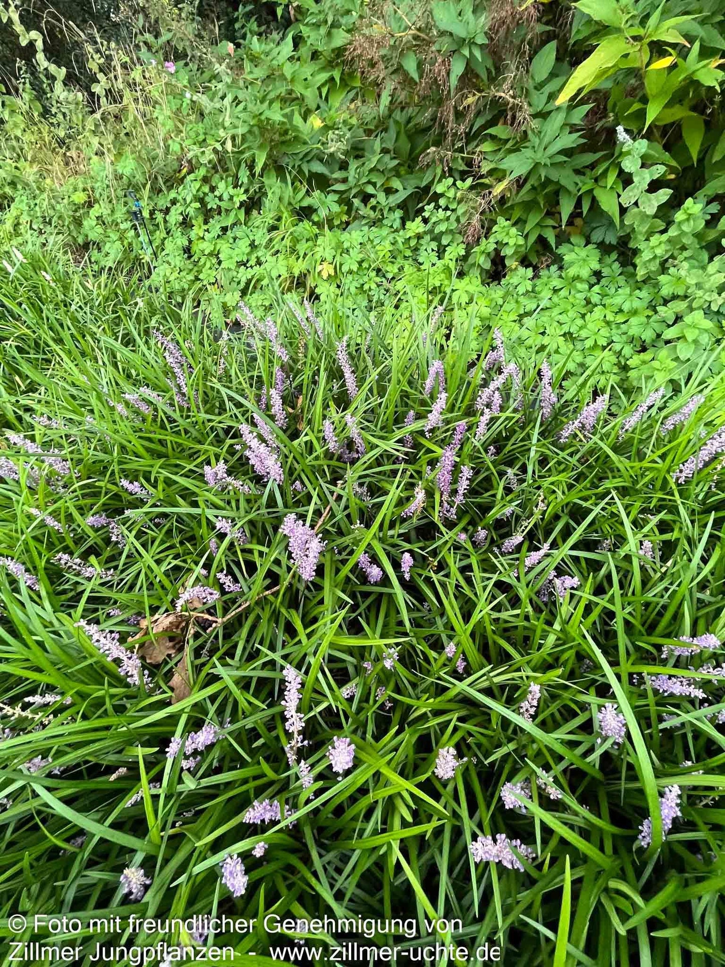 Glöckchentraube 'Big Blue' (Liriope muscari)