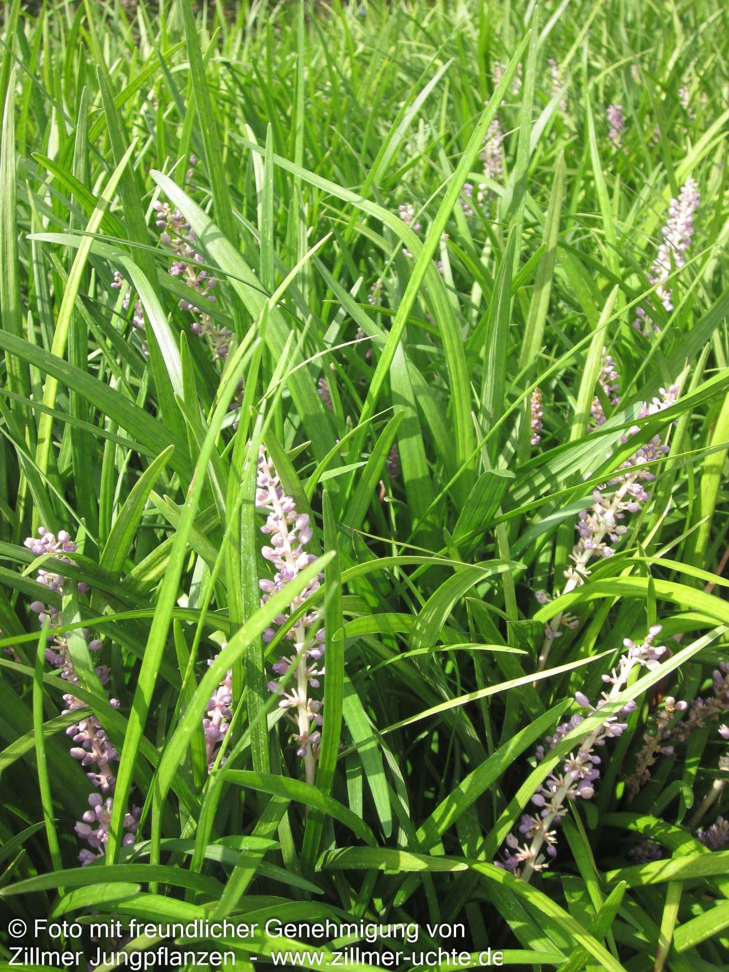 Glöckchentraube 'Big Blue' (Liriope muscari)