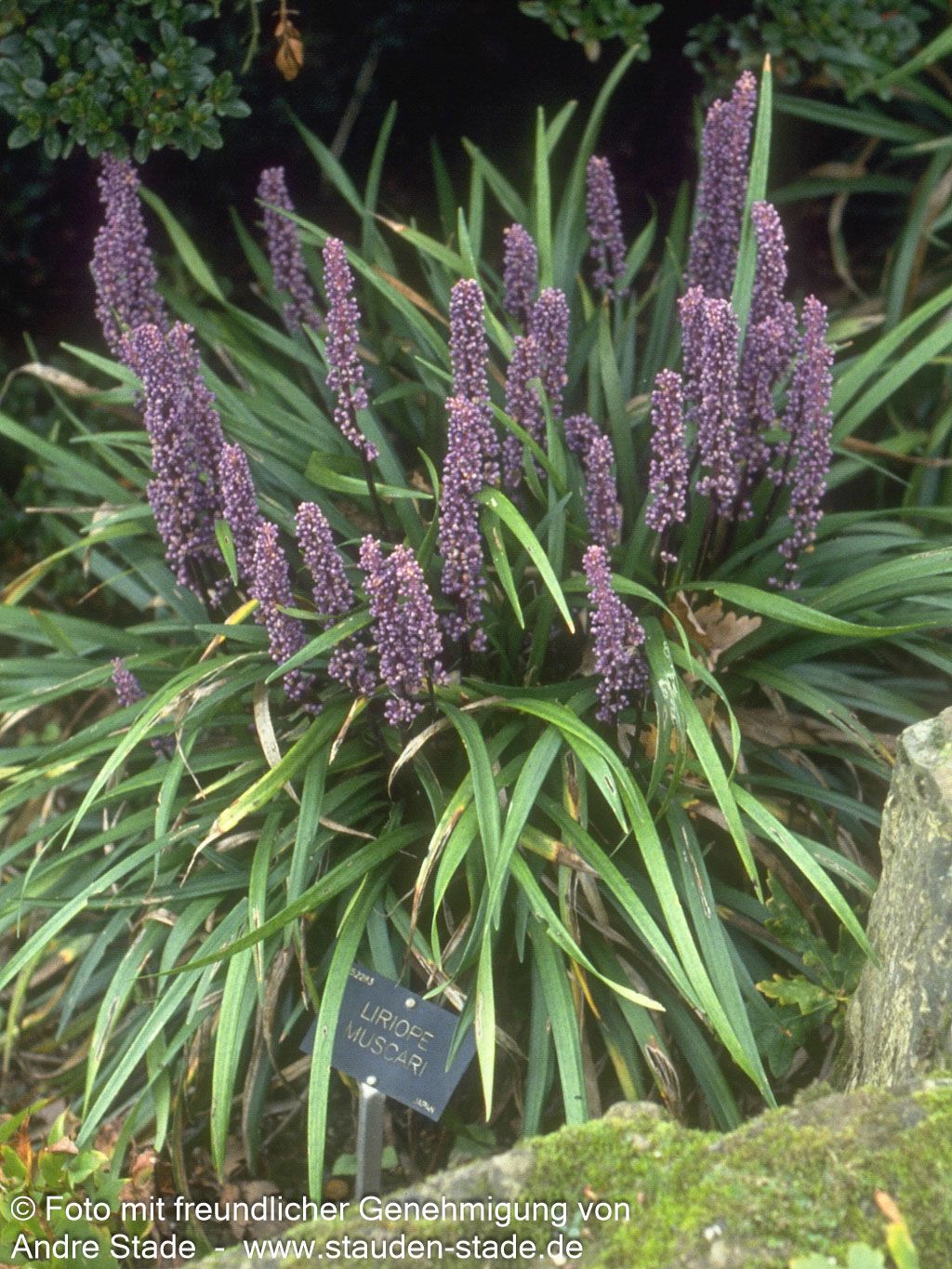 Glöckchentraube 'Big Blue' (Liriope muscari)