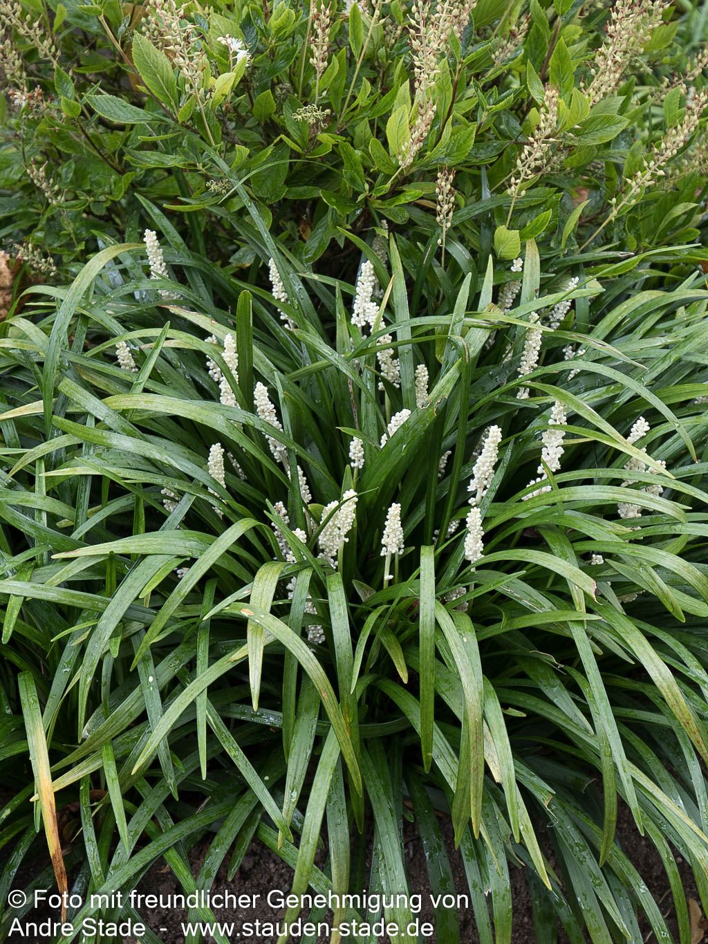 Glöckchentraube 'Monroe White' (Liriope muscari)