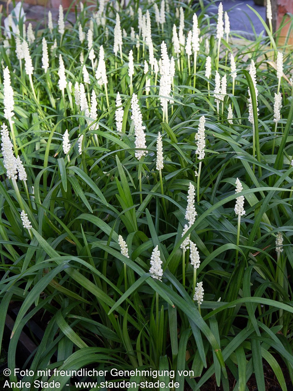 Glöckchentraube 'Monroe White' (Liriope muscari)
