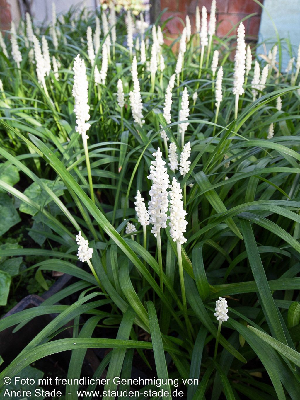 Glöckchentraube 'Monroe White' (Liriope muscari)