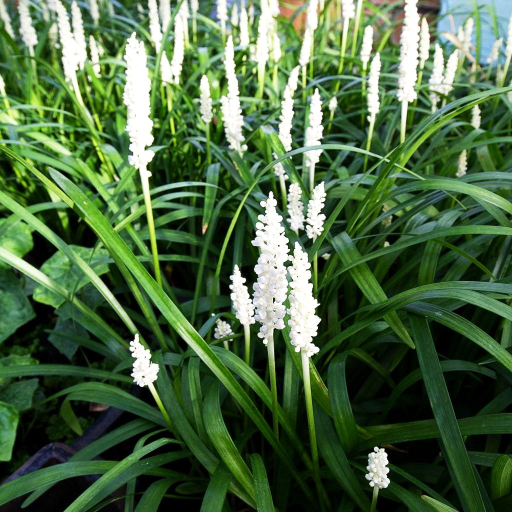 Glöckchentraube 'Monroe White' (Liriope muscari)