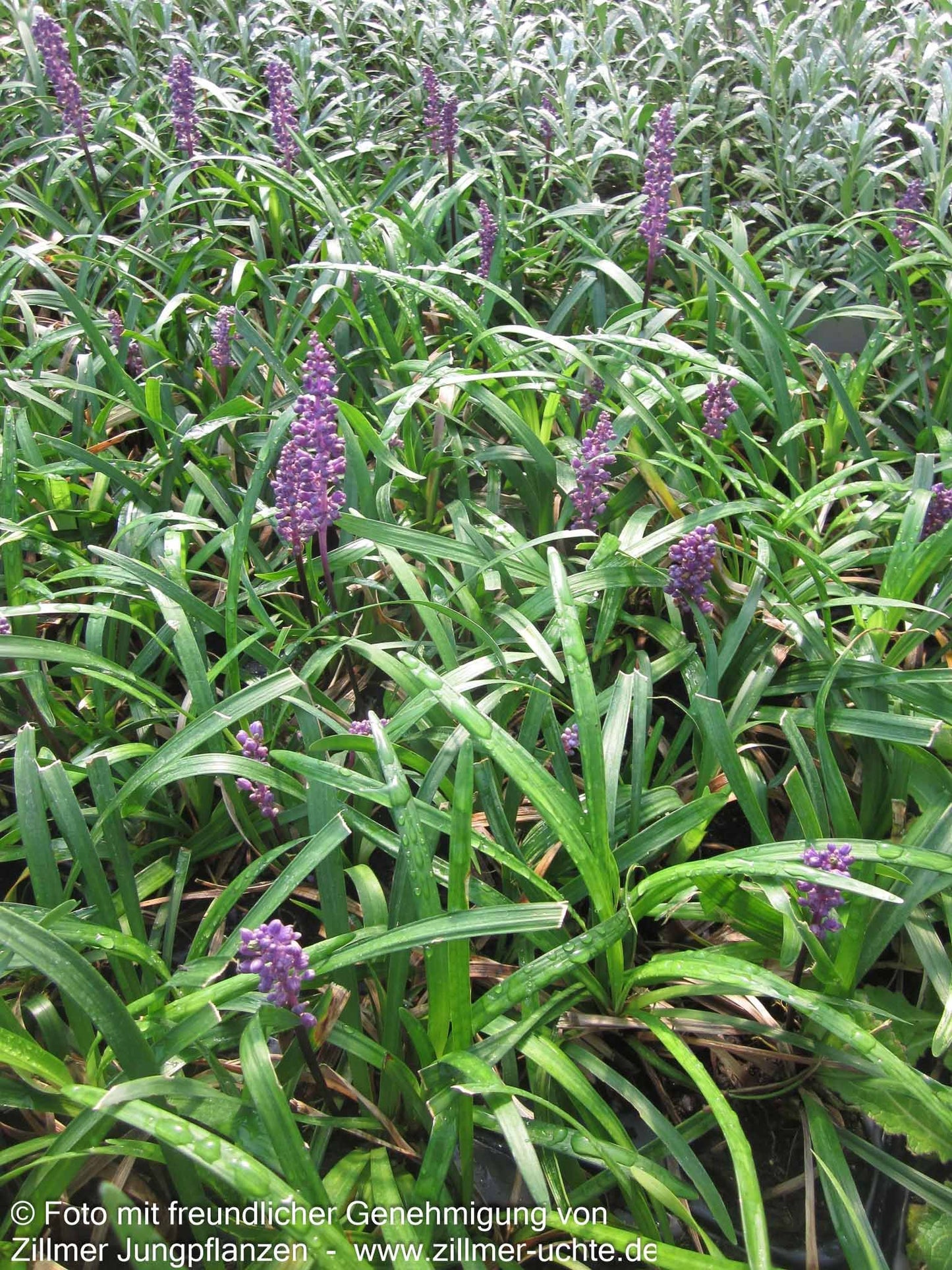 Glöckchentraube 'Royal Purple' (Liriope muscari)