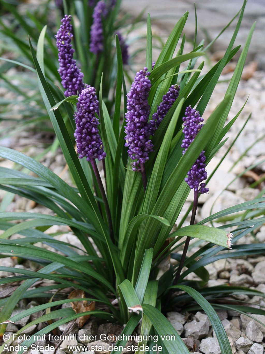 Glöckchentraube 'Royal Purple' (Liriope muscari)