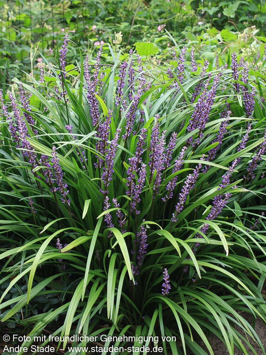 Glöckchentraube 'Royal Purple' (Liriope muscari)
