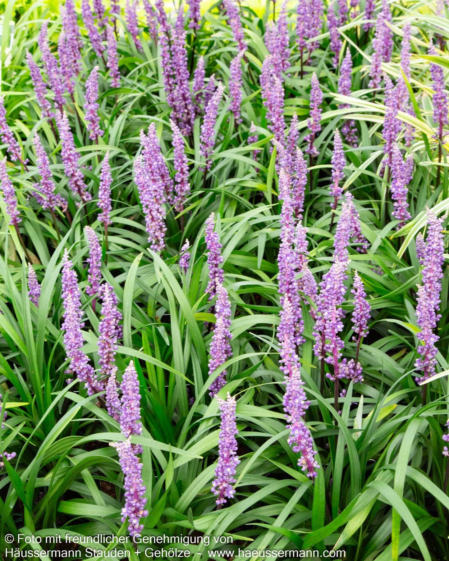 Glöckchentraube 'Royal Purple' (Liriope muscari)