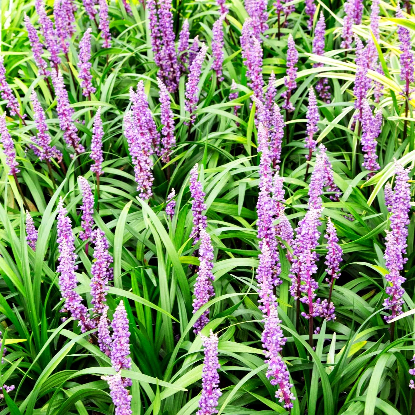 Glöckchentraube 'Royal Purple' (Liriope muscari)