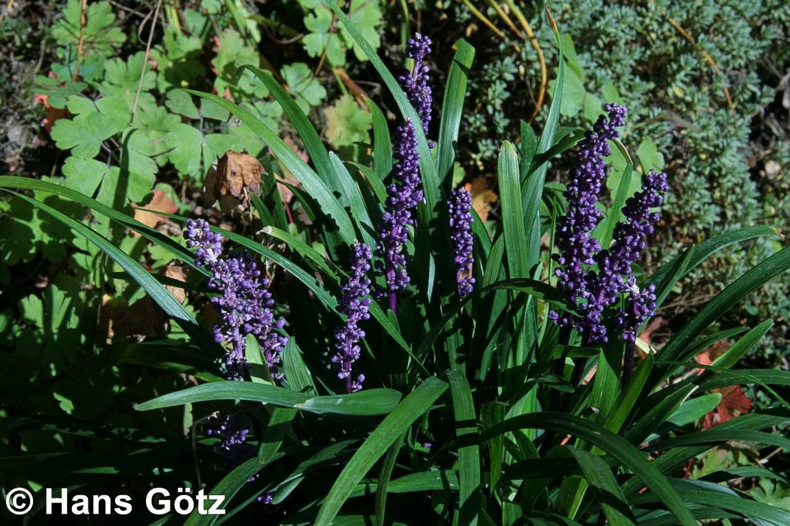 Glöckchentraube 'Royal Purple' (Liriope muscari)