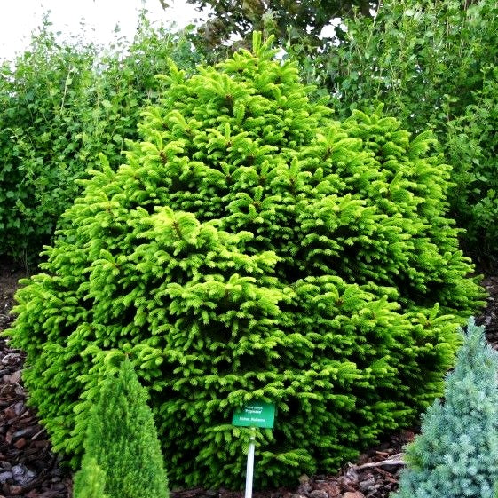 Gnomen-Fichte 'Pygmaea' (Picea abies)