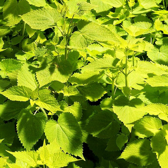 Gold-Anis 'Golden Jubilee' (Agastache rugosa)