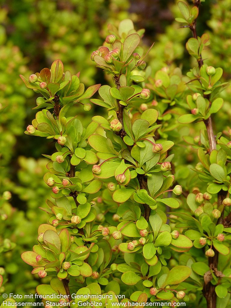 Gold-Berberitze 'Golden Rocket' (Berberis thunbergii)
