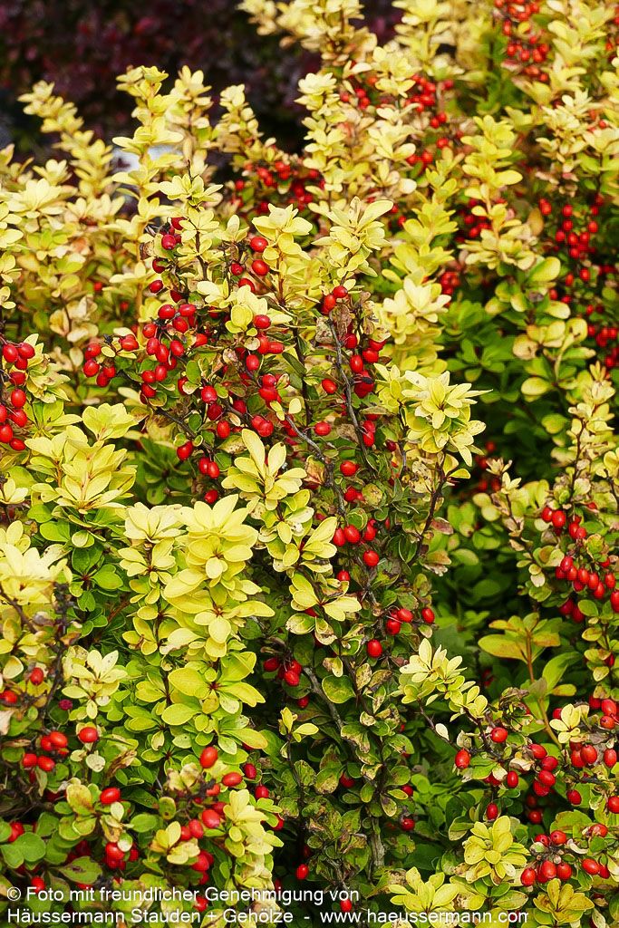 Gold-Berberitze 'Golden Rocket' (Berberis thunbergii)