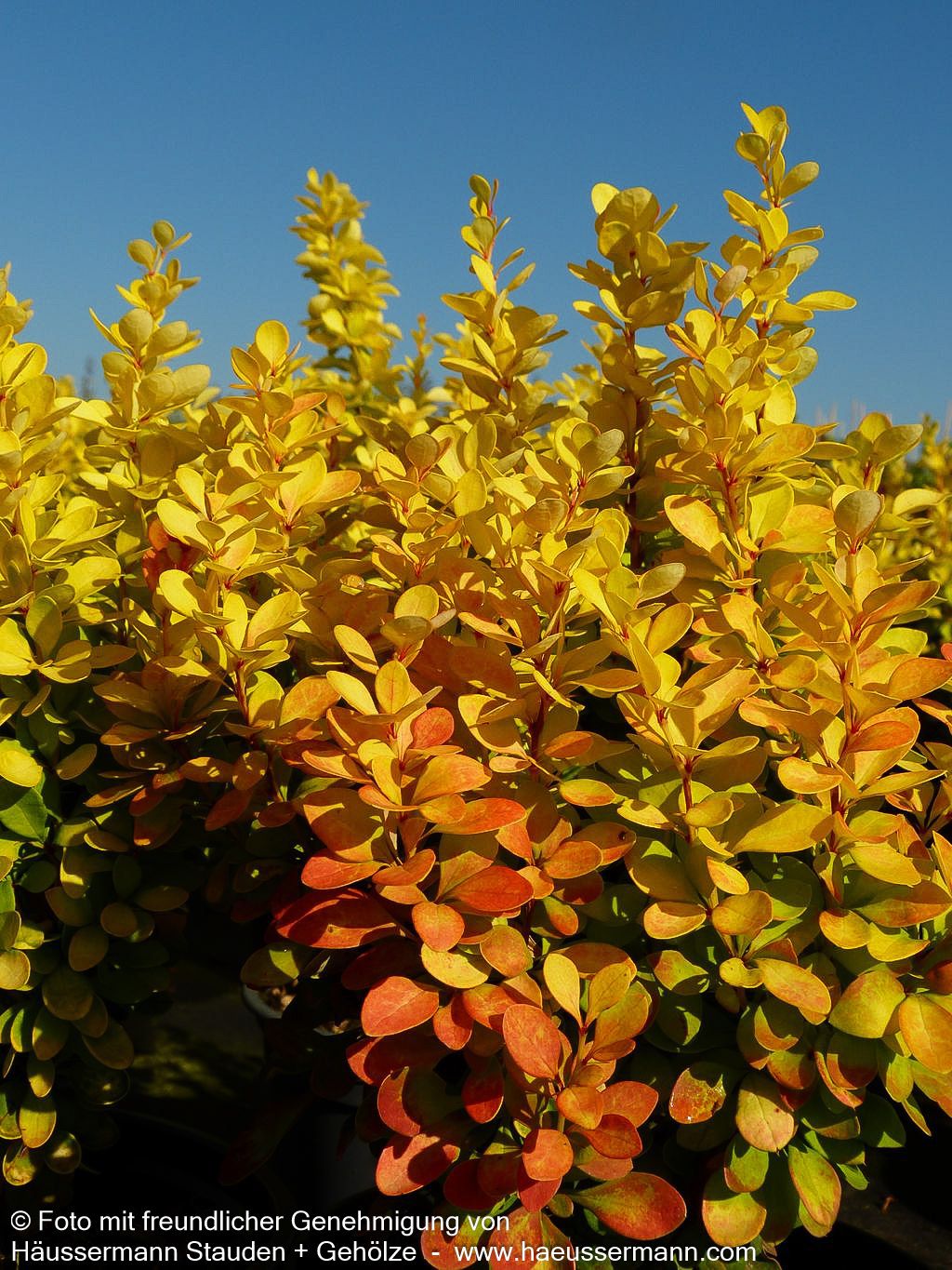 Gold-Berberitze 'Golden Rocket' (Berberis thunbergii)