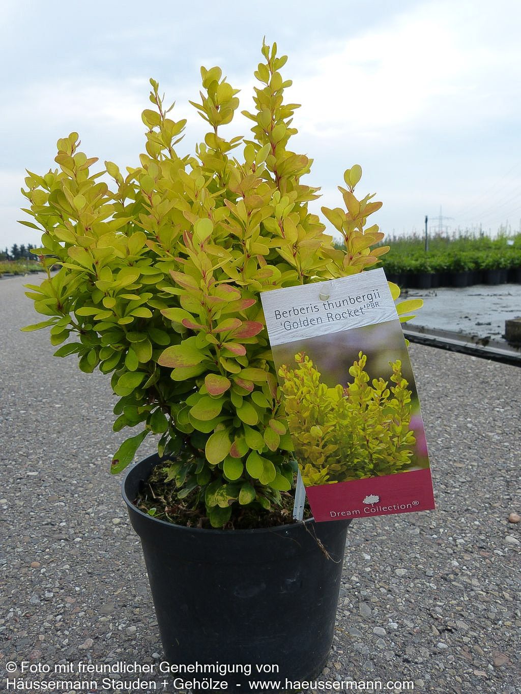 Gold-Berberitze 'Golden Rocket' (Berberis thunbergii)