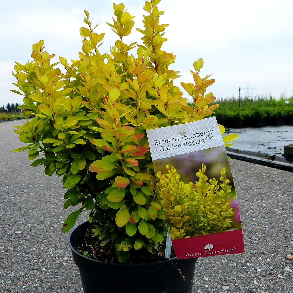 Gold-Berberitze 'Golden Rocket' (Berberis thunbergii)