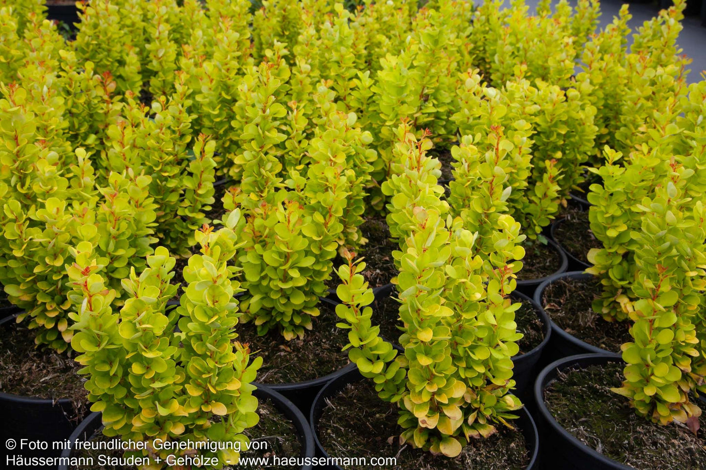 Gold-Berberitze 'Golden Rocket' (Berberis thunbergii)