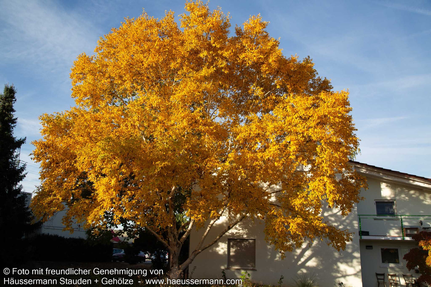 Gold-Birke (Betula ermanii)