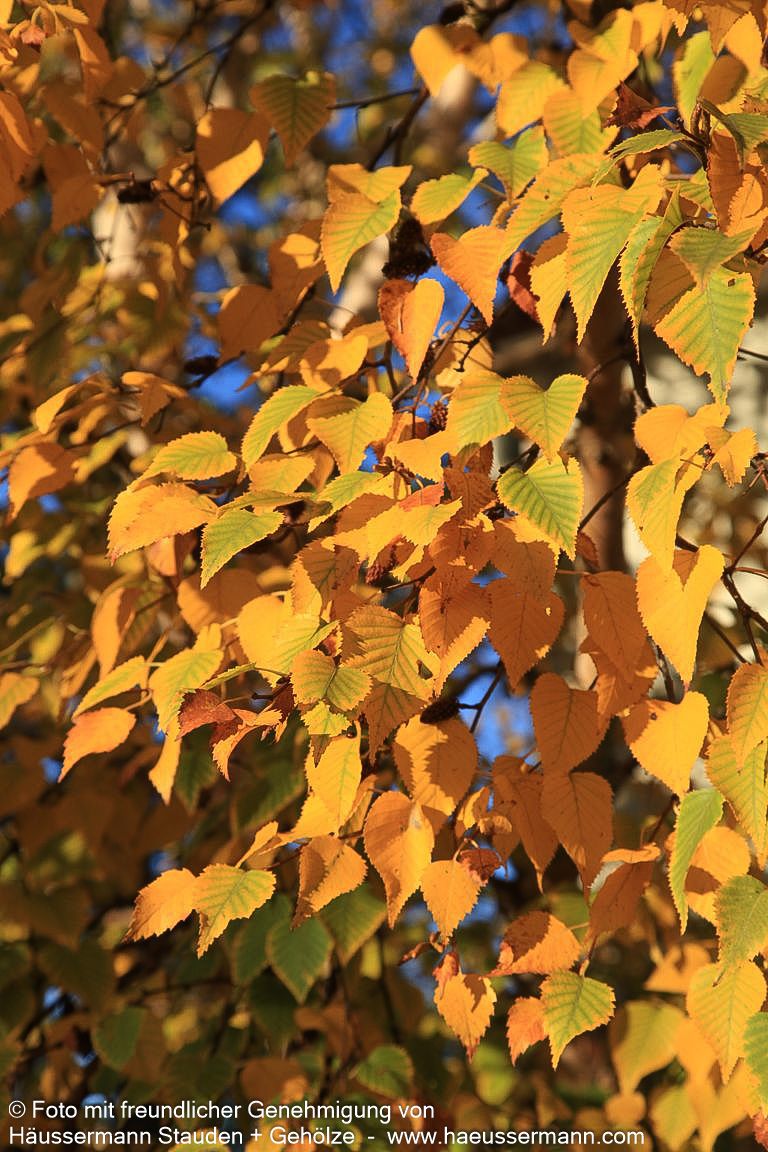 Gold-Birke (Betula ermanii)
