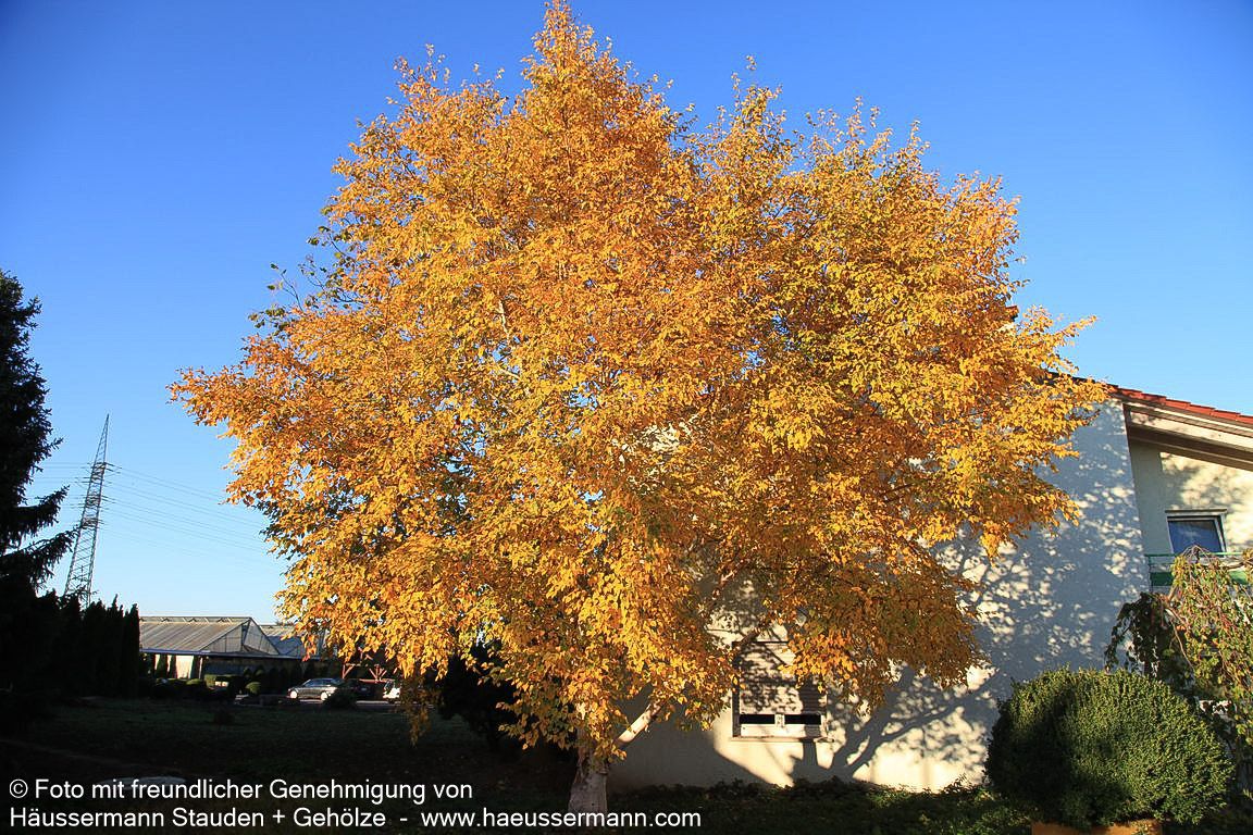 Gold-Birke (Betula ermanii)