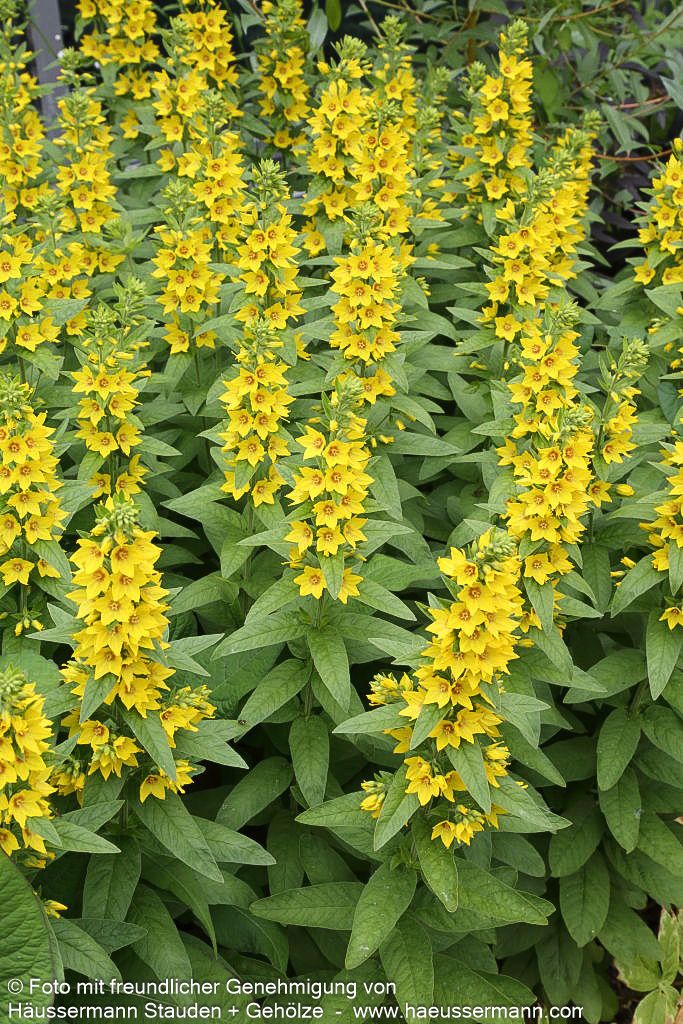 Gold-Felberich (Lysimachia punctata)