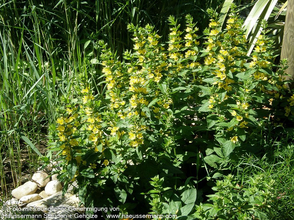 Gold-Felberich (Lysimachia punctata)