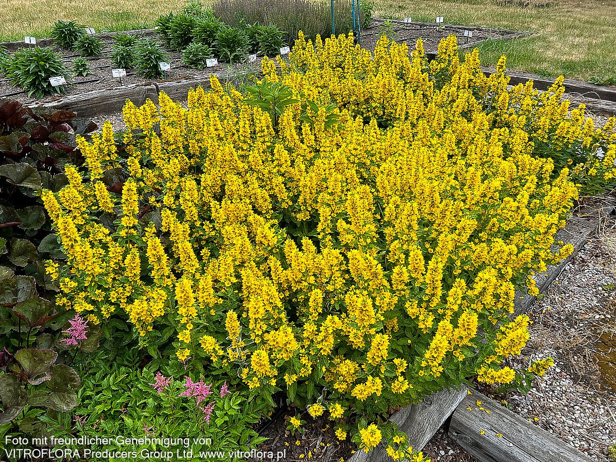 Gold-Felberich (Lysimachia punctata)