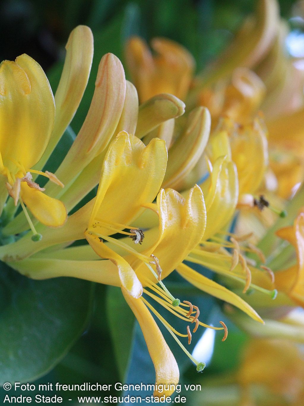 Gold-Geißschlinge (Lonicera x tellmanniana)