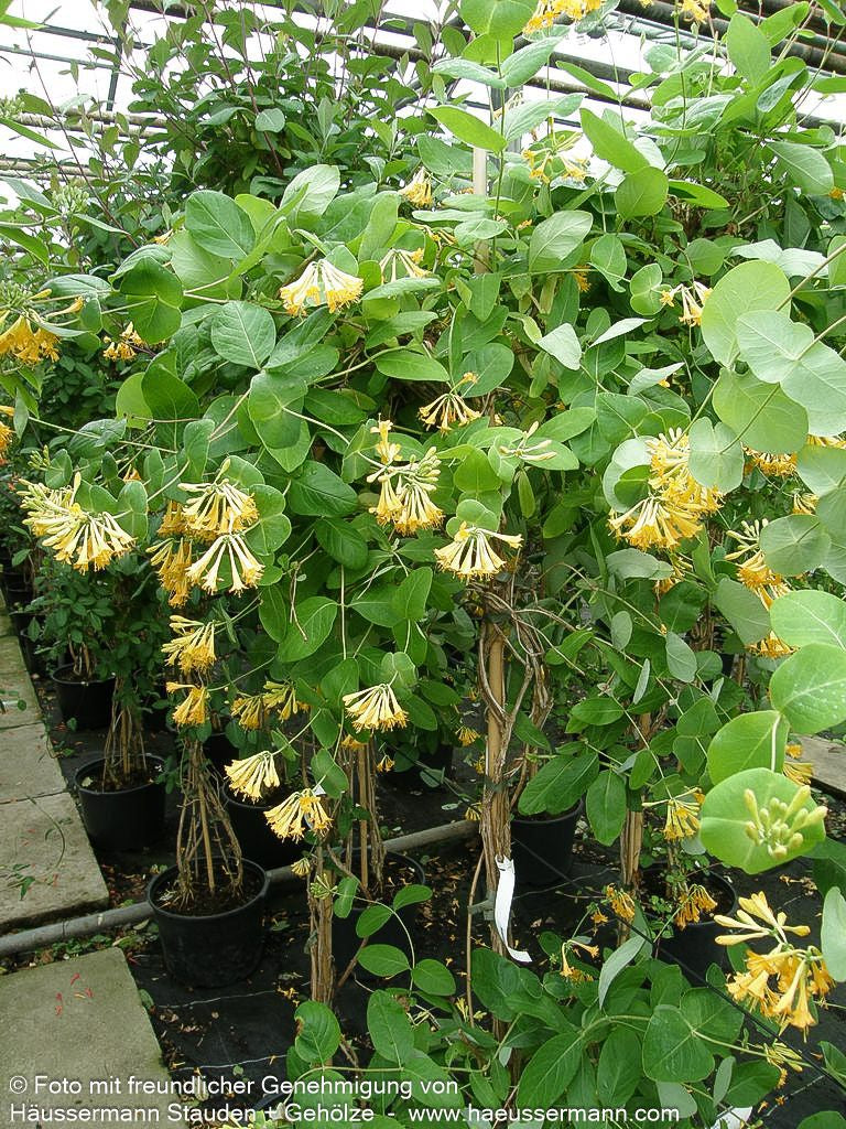 Gold-Geißschlinge (Lonicera x tellmanniana)