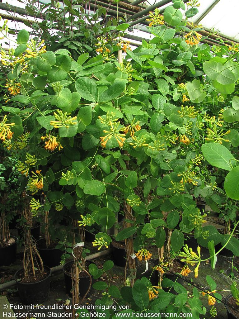 Gold-Geißschlinge (Lonicera x tellmanniana)