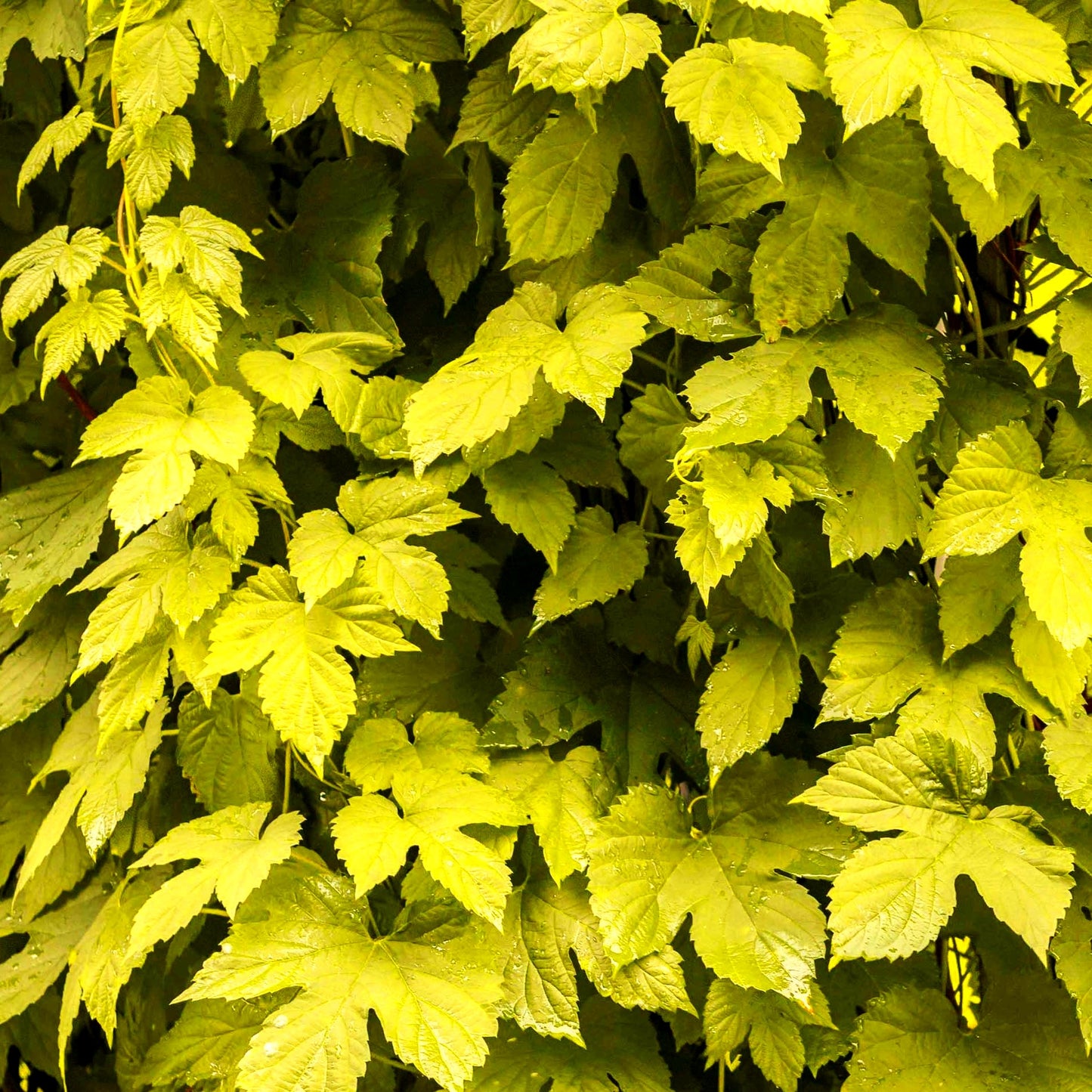 Gold-Hopfen 'Aureus' (Humulus lupulus)