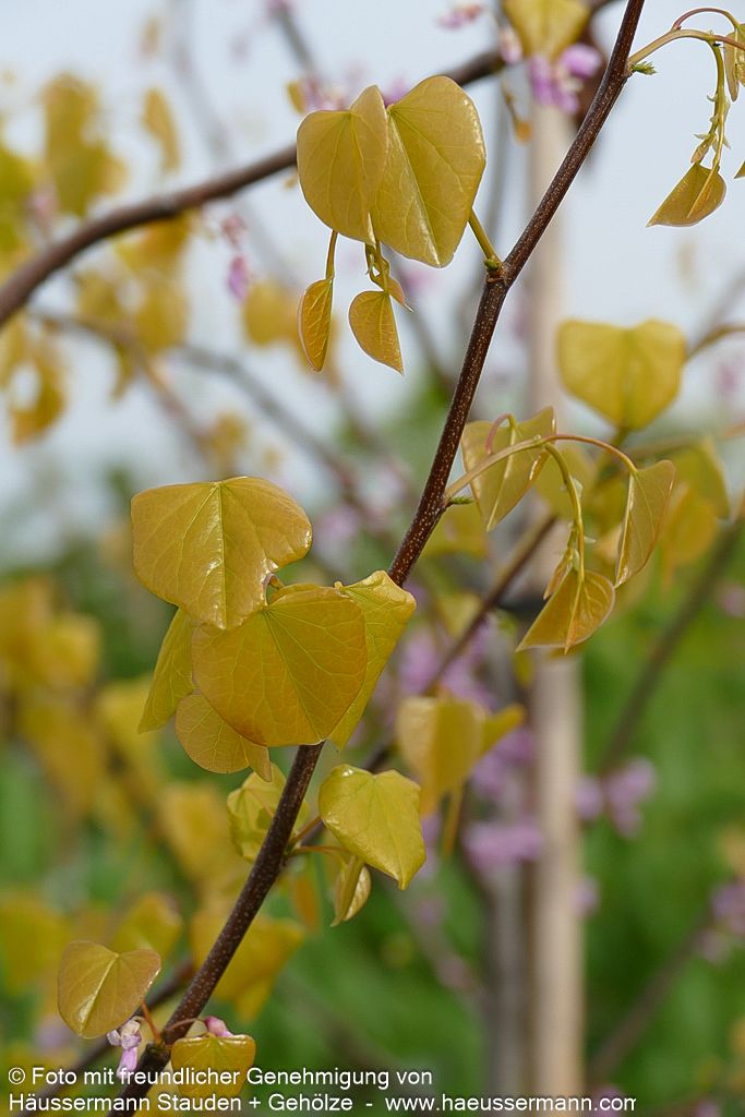 Gold-Judasbaum 'Hearts of Gold' (Cercis canadensis)