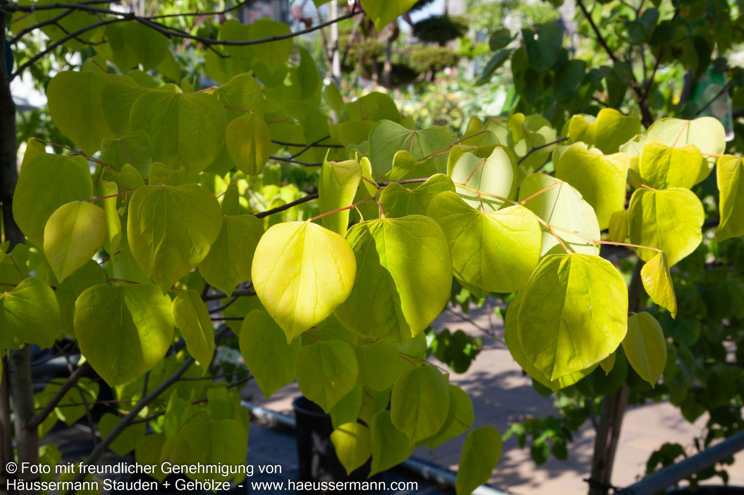 Gold-Judasbaum 'Hearts of Gold' (Cercis canadensis)