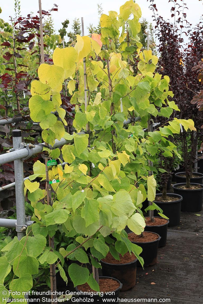 Gold-Judasbaum 'Hearts of Gold' (Cercis canadensis)