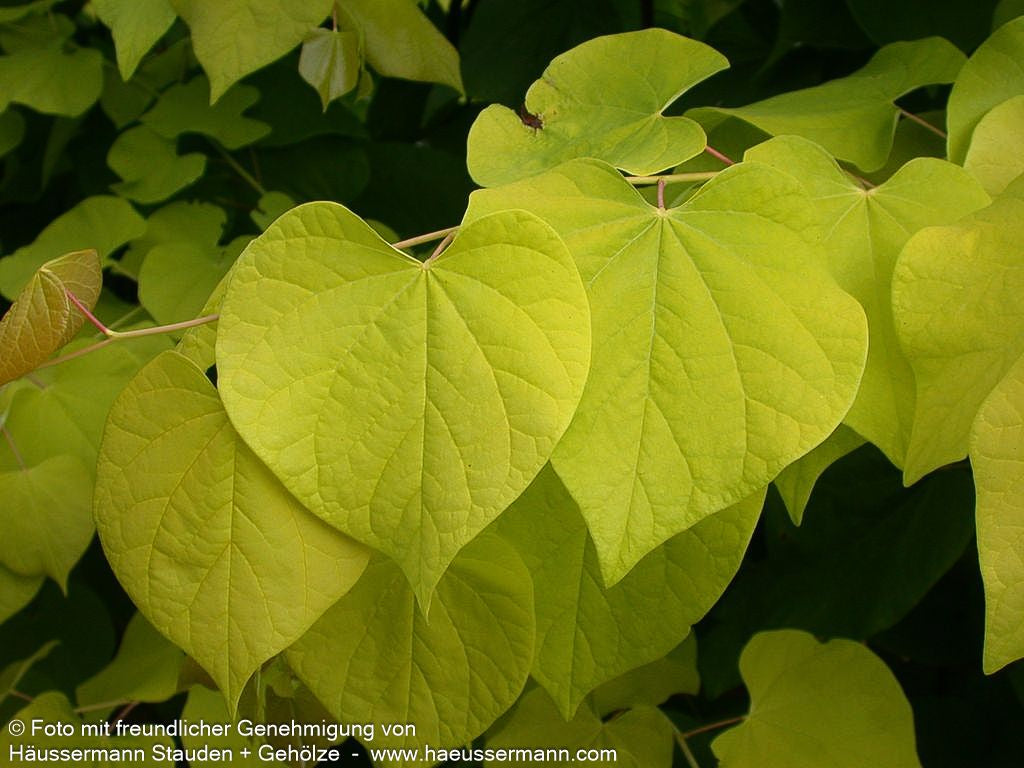 Gold-Judasbaum 'Hearts of Gold' (Cercis canadensis)