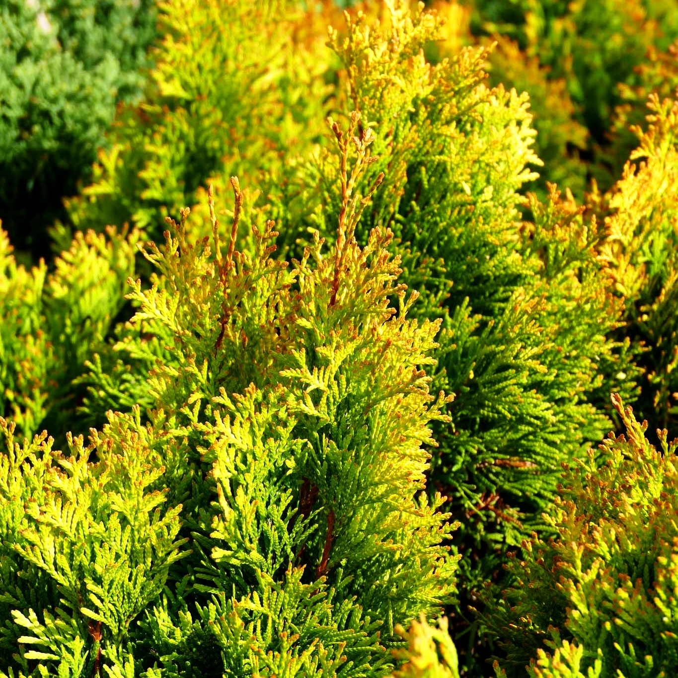 Gold-Lebensbaum 'Smaragd d'Or' (Thuja occidentalis)