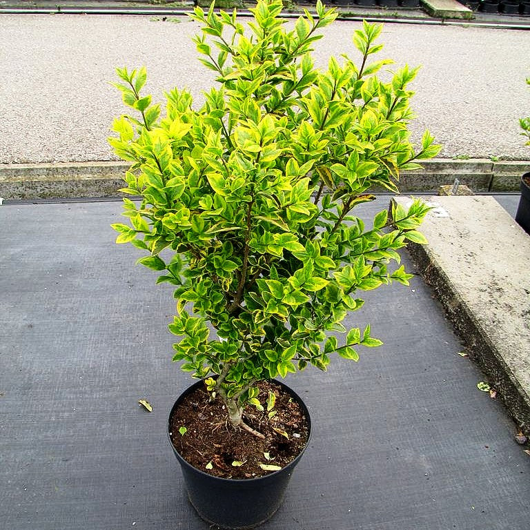 Gold-Liguster 'Aureum' (Ligustrum ovalifolium)