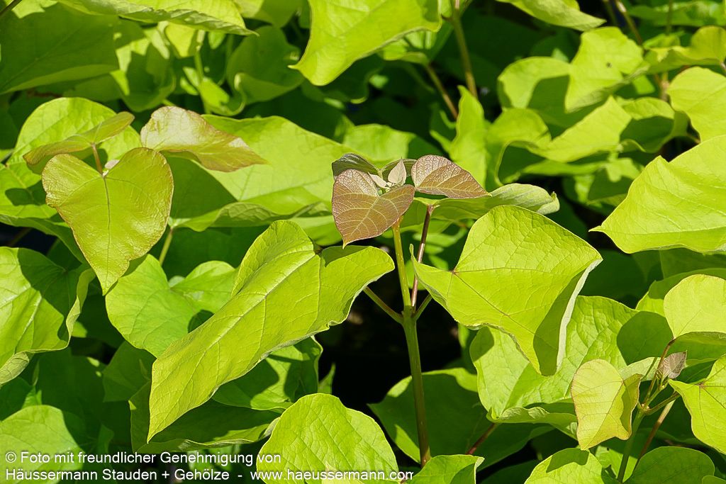 Gold-Trompetenbaum 'Aurea' (Catalpa bignonioides)