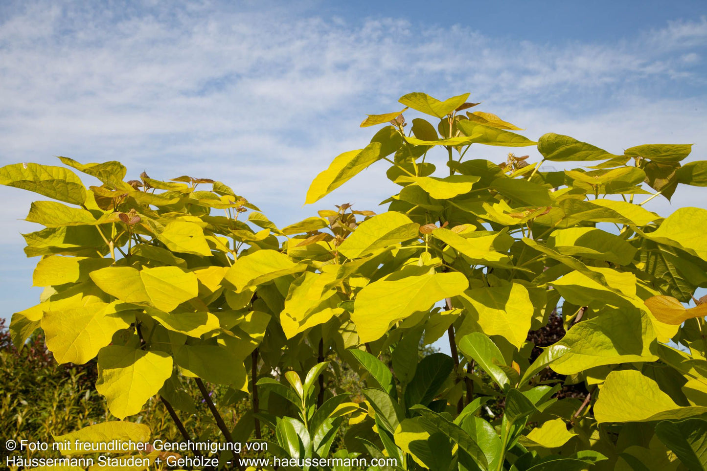 Gold-Trompetenbaum 'Aurea' (Catalpa bignonioides)