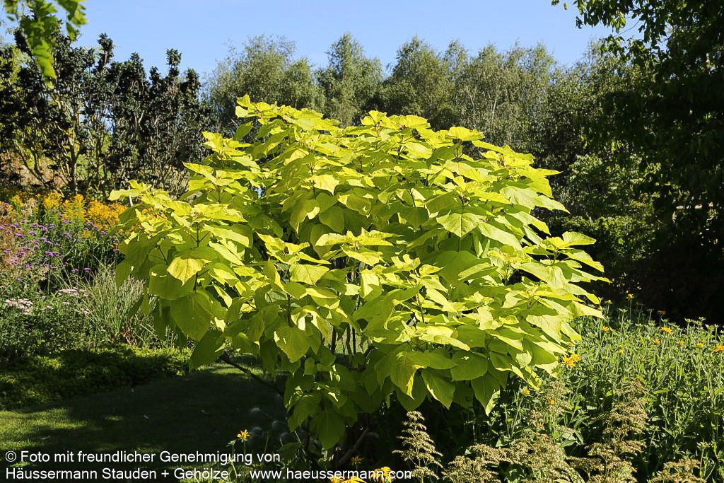 Gold-Trompetenbaum 'Aurea' (Catalpa bignonioides)