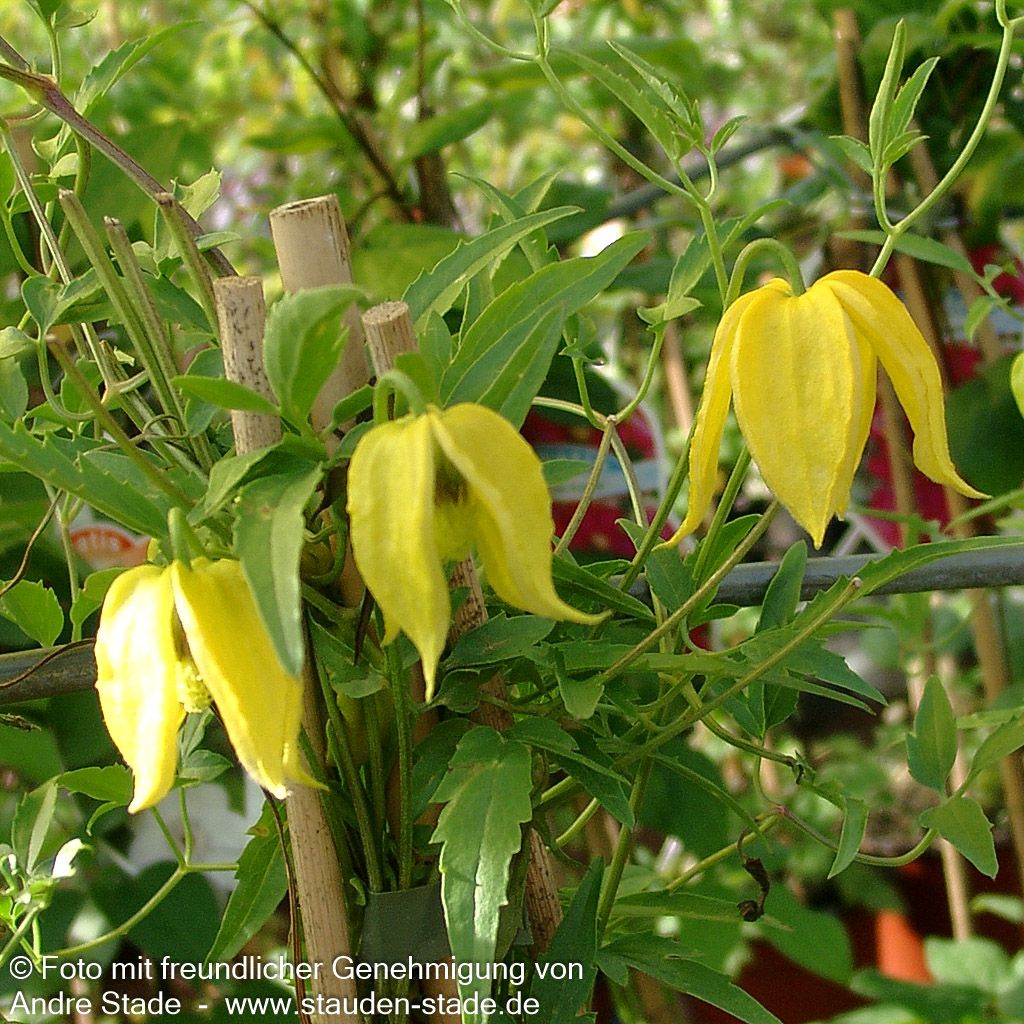 Gold-Waldrebe (Clematis tangutica)
