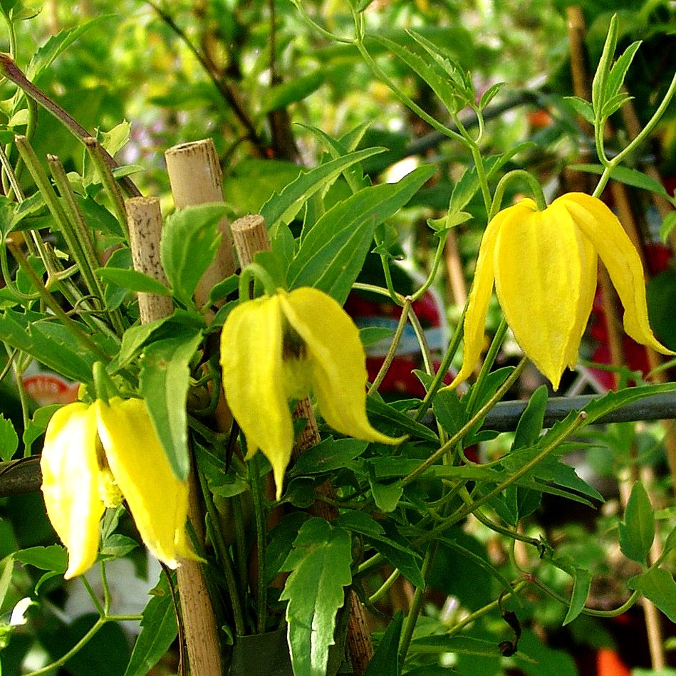 Gold-Waldrebe (Clematis tangutica)