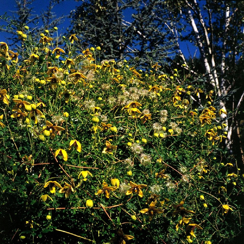 Gold-Waldrebe 'Golden Tiara' (Clematis serratifolia)